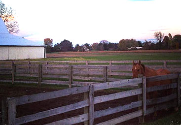 Horse in Pasture