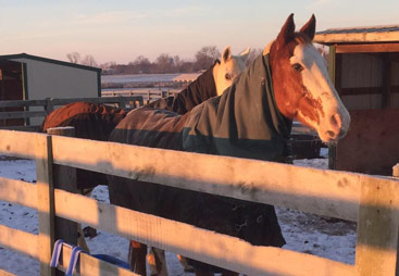 Horse in Pasture Boarding