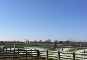 View of Horse in Barn