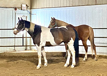 Pasture Boarding